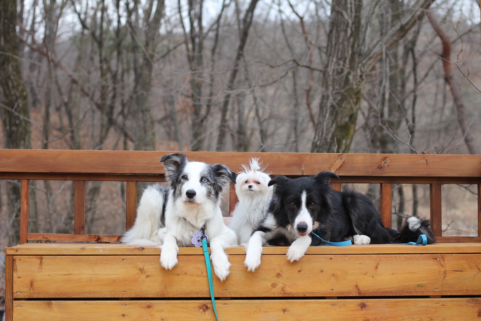 경기도 반려마루 반려견 반려묘 유기동물 입양 동주