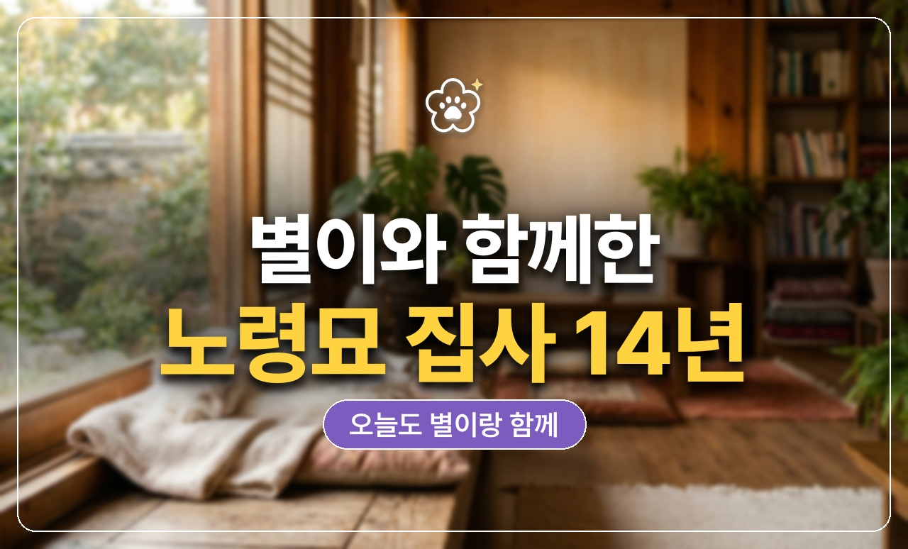 세월이 느껴지는 따뜻한 거실의 노령묘와 집사