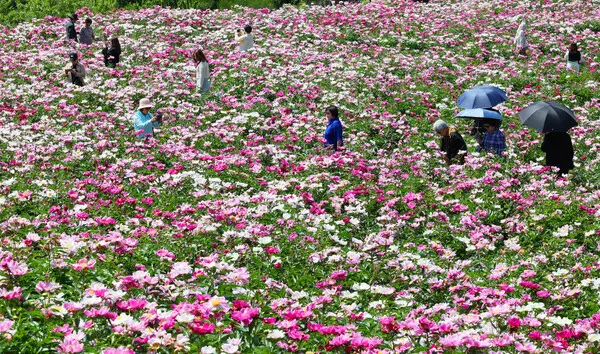 임실 옥정호 작약꽃밭