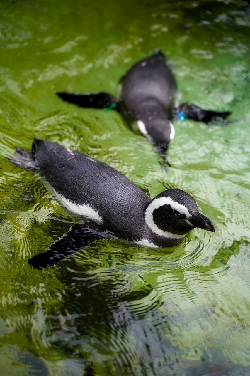 펭귄이 짝을 찾을 때 돌을 선물하는 이유