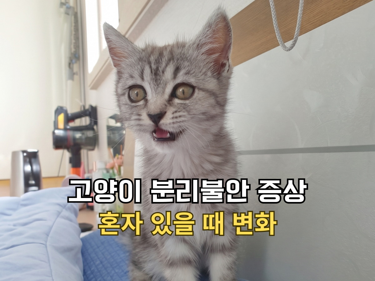 고양이 분리불안 증상 혼자 있을 때 변화 썸네일, 크게 입을 벌리고 우는 아기 고양이