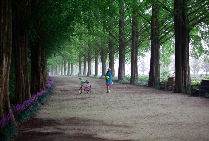 담양 메타세쿼이아길 사진