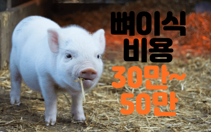 비용