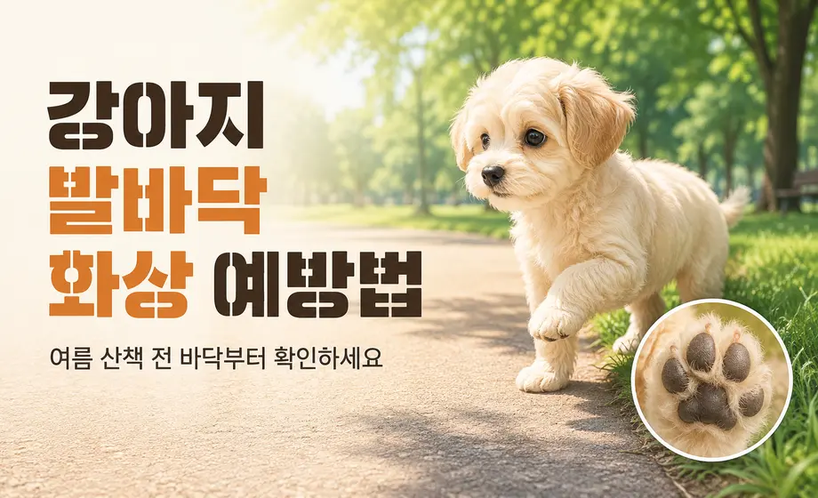 여름 산책 중 강아지 발바닥 화상을 예방하는 방법
