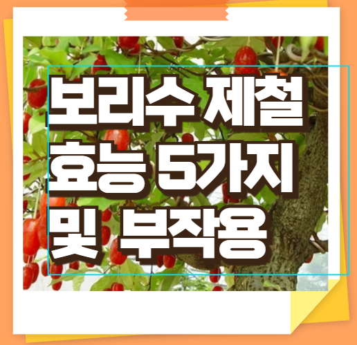 보리수 제철효능 5가지