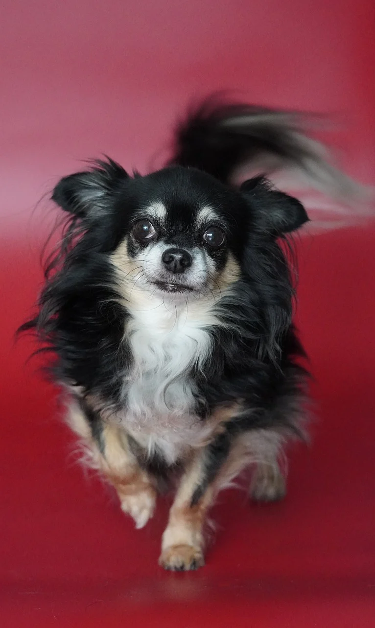 2025 펫쇼코리아 일산 킨텍스 완벽 가이드: 입장·부스·이벤트 총정리!