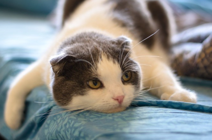 푹 자고 있는 고양이.