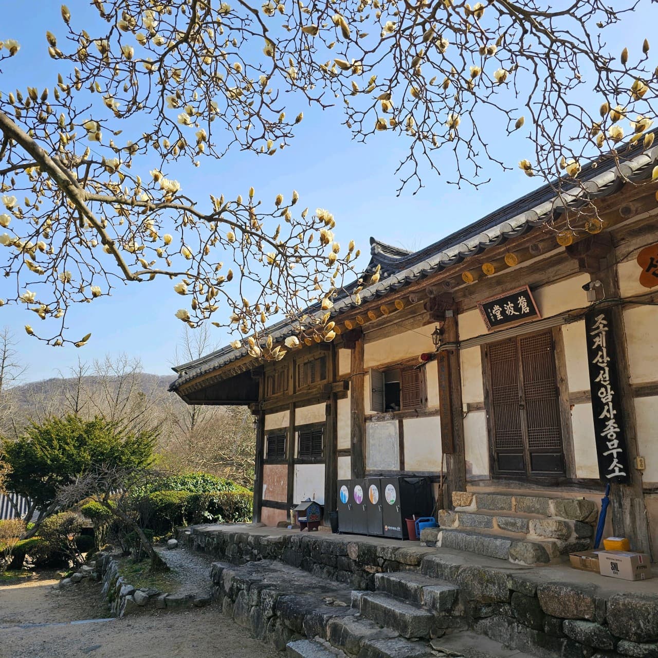 [4월 봄꽃 여행]순천 선암사❘진달래, 겹벚꽃, 홍매화, 개화시기