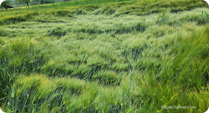 바람에 넘어진 보리