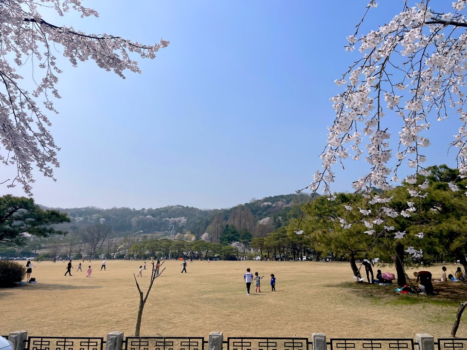 벚꽃