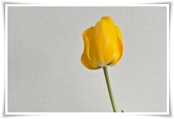 "튤립" 매력적인 봄의 대표적인 꽃, 튤립의 매력!