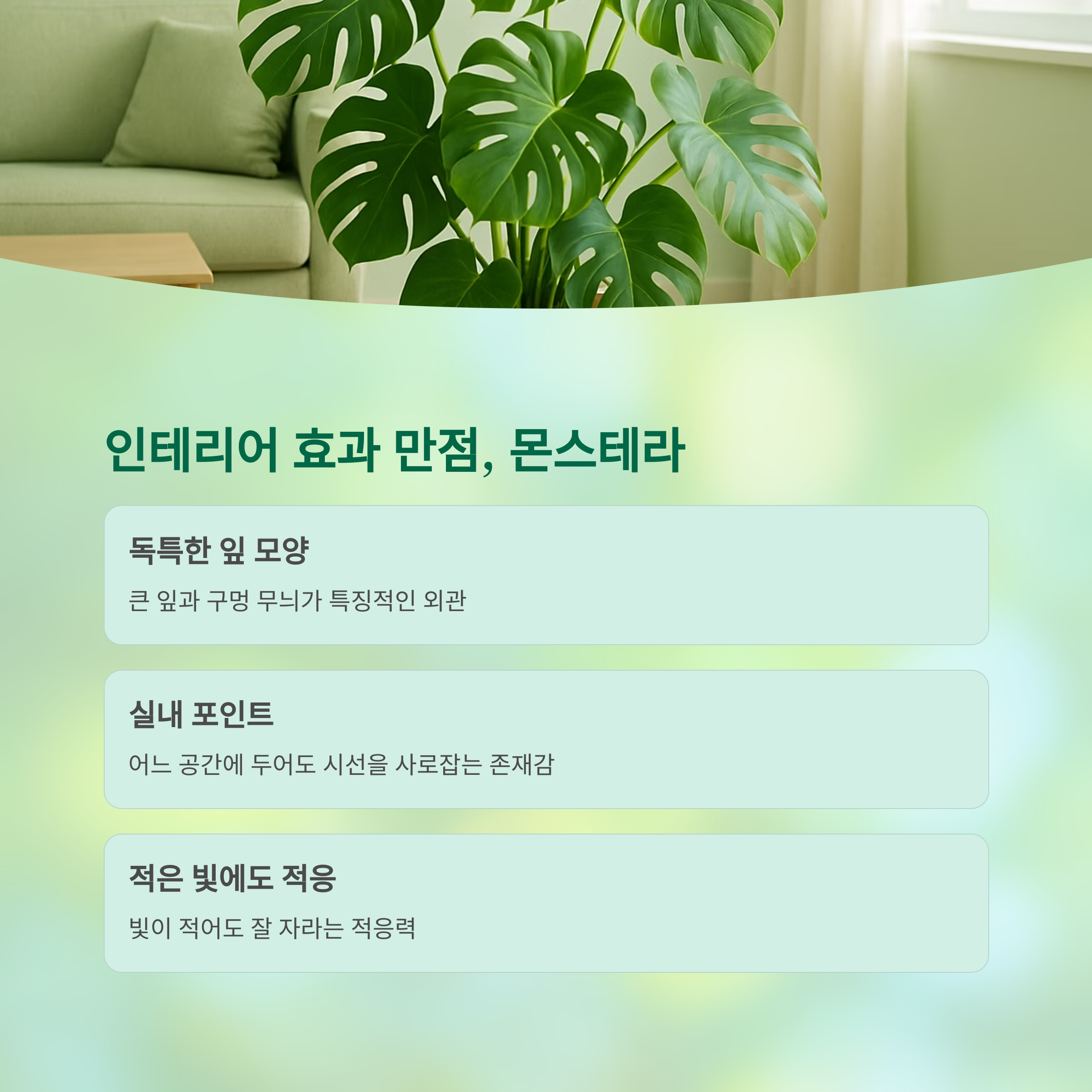 인테리어 효과 만점 몬스테라