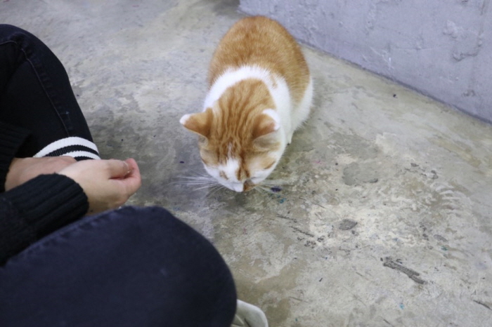 귀여운고양이