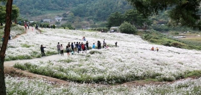 2025 정읍 구절초축제-가을 눈꽃