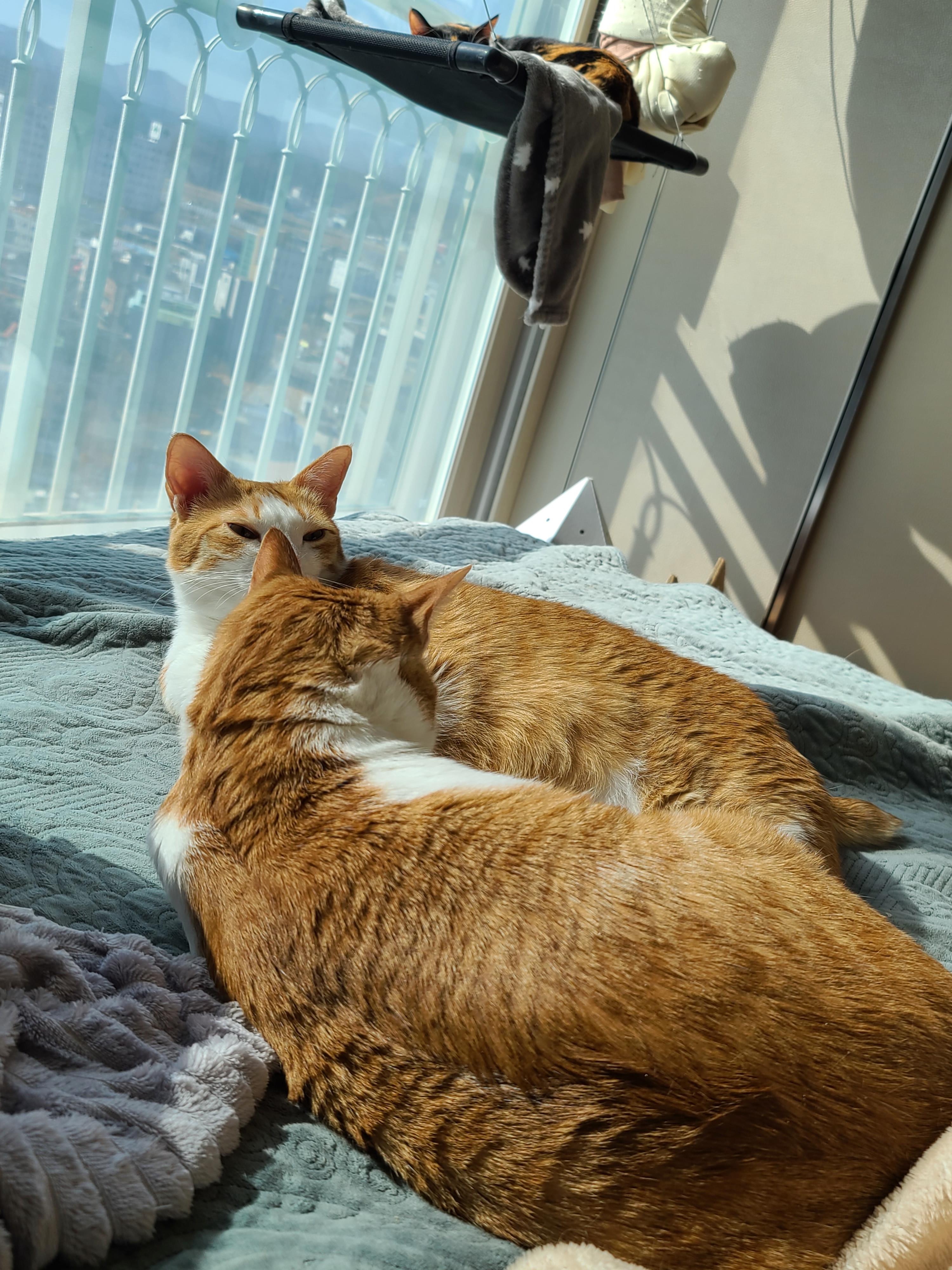 평안한 일요일 아침 아홉냥이들. 고양이를 불러모으는 전기장판.