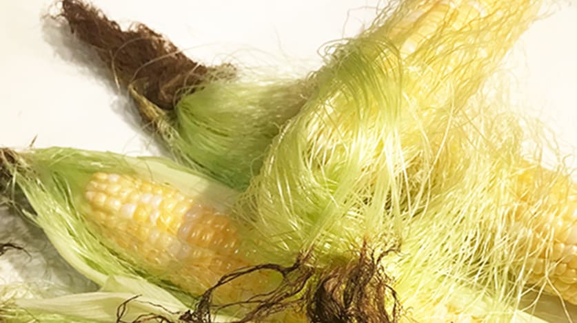 옥수수 수염2