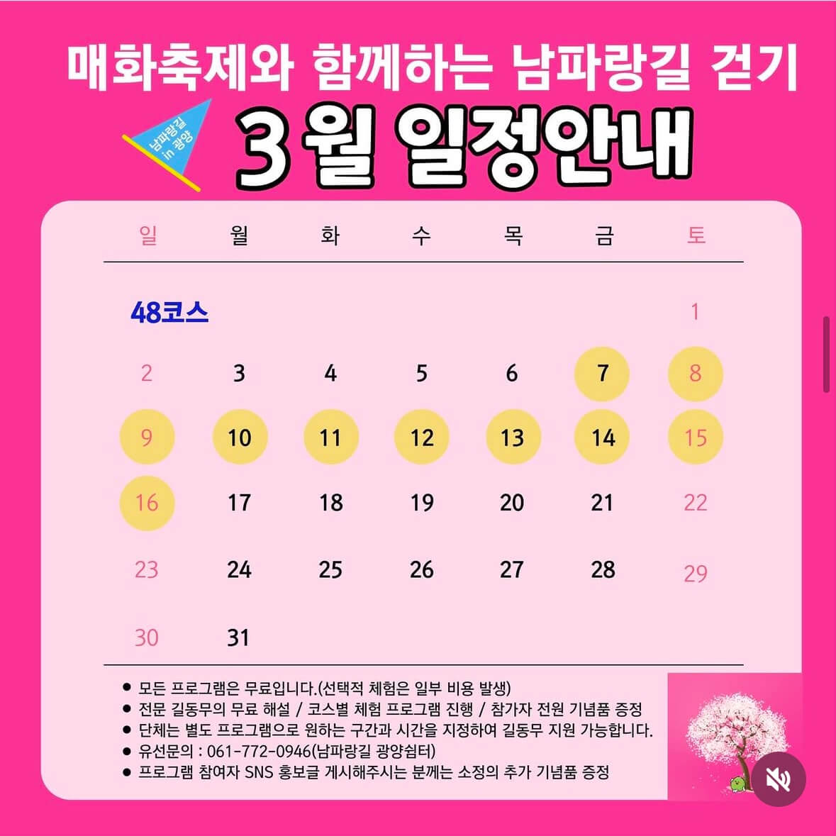 광양 매화축제기간