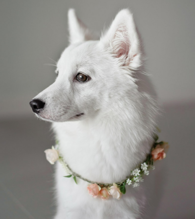 2025년 7월 개띠(생년별) 운세