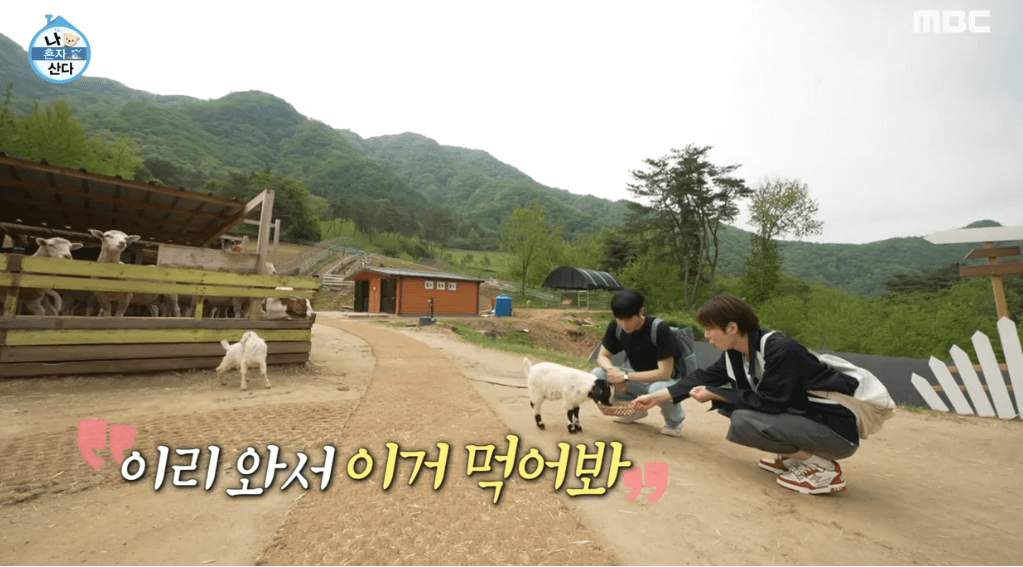 나 혼자 산다 양에게 먹이주는 대니구 키