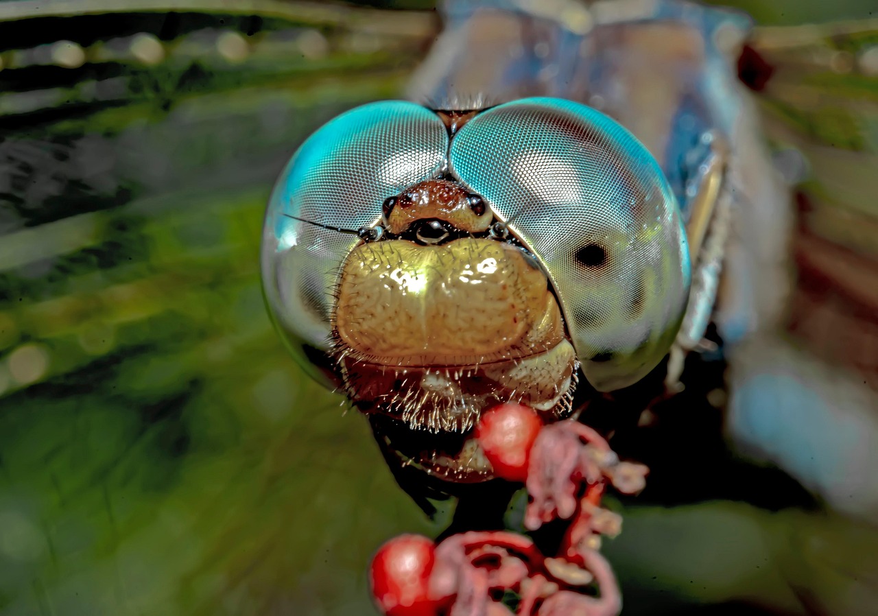 곤충의 눈 사진