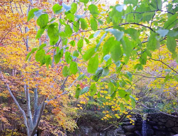 코리아 짚와이어