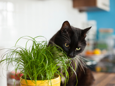 고양이를 안는 꿈 해몽 꿈풀이 해석 고양이꿈