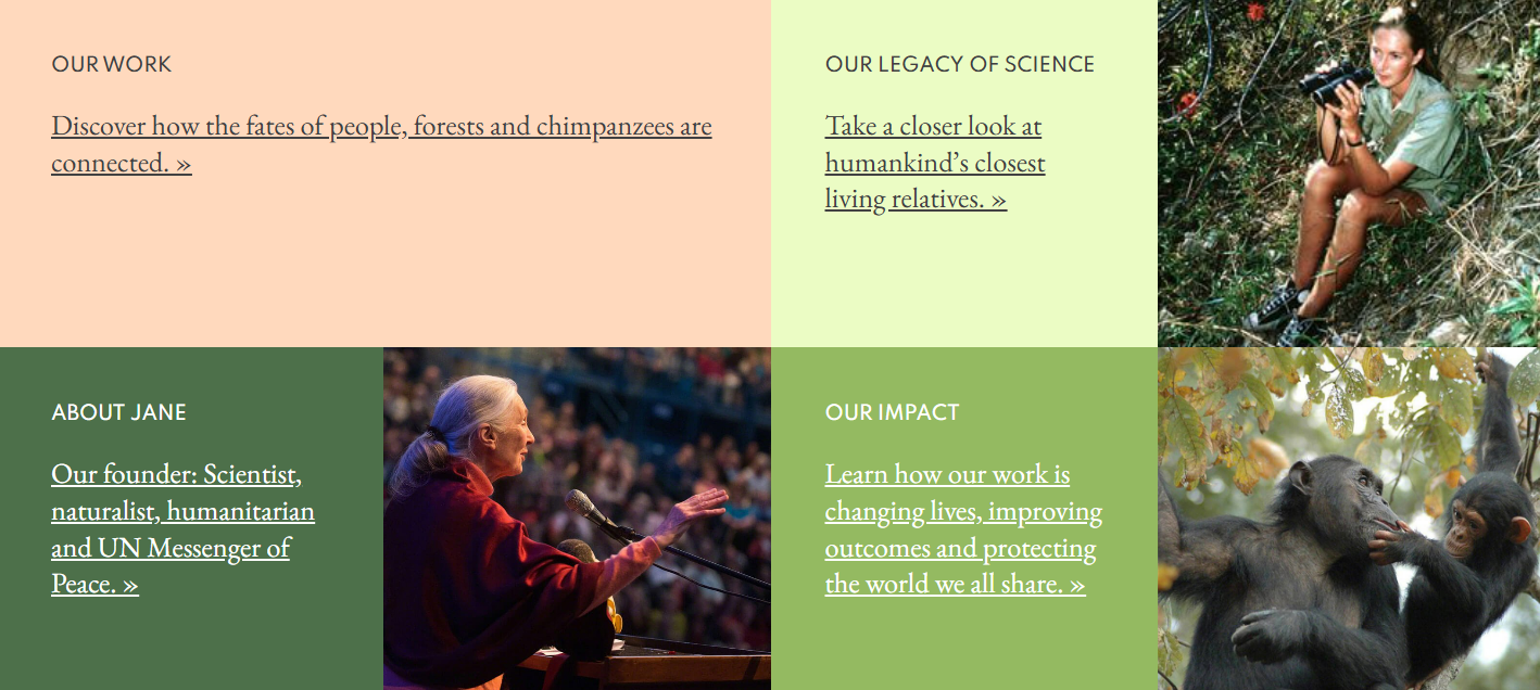 제인구달은 누구인가? 업적과 영향 그리고 사망(Jane Goodall, 제인구달 프로필, 제인구달 업적, 제인구달 사망, 제인구달 죽음, 침팬지 어머니, 동물행동학 박사, 동물보호 활동가)