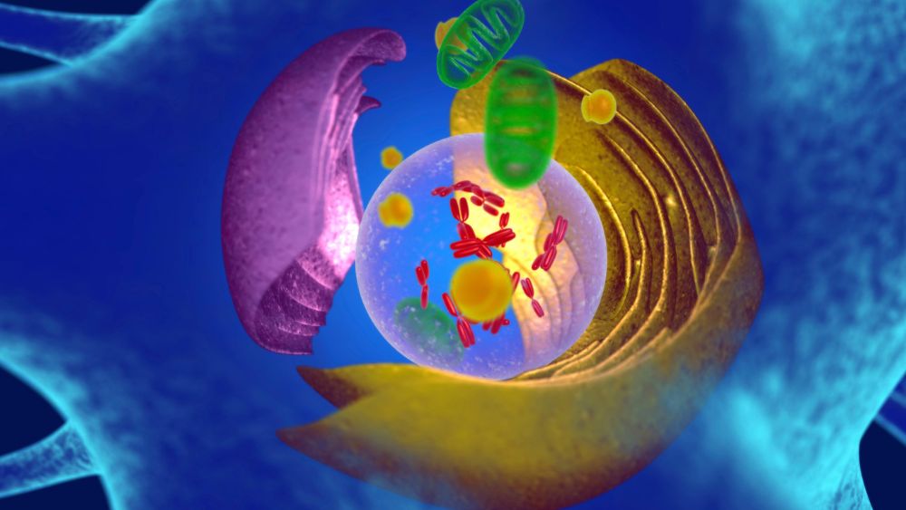 세포의 구조와 기능