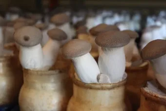 새송이버섯 재배 톱밥 배지 균사 배양 수확 요령_29