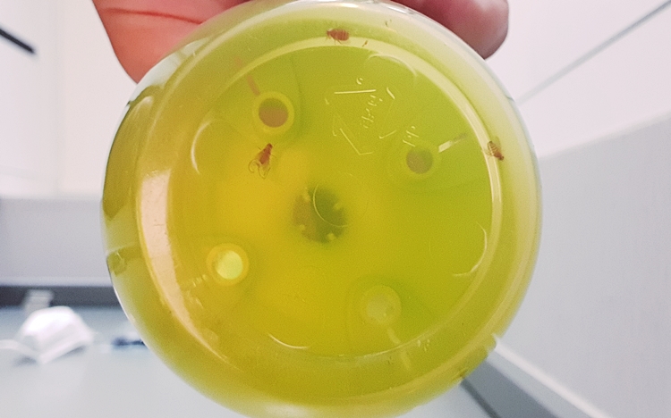 초파리트랩 효과