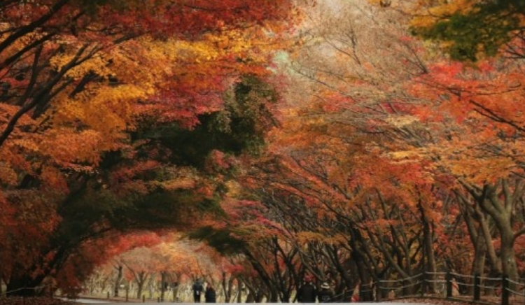 내장산 케이블카