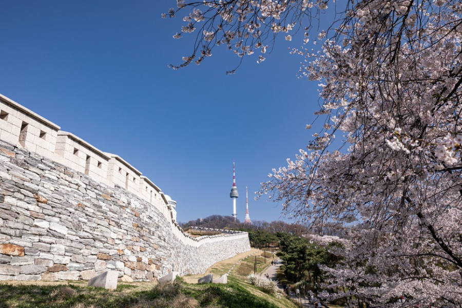 남산 벚꽃