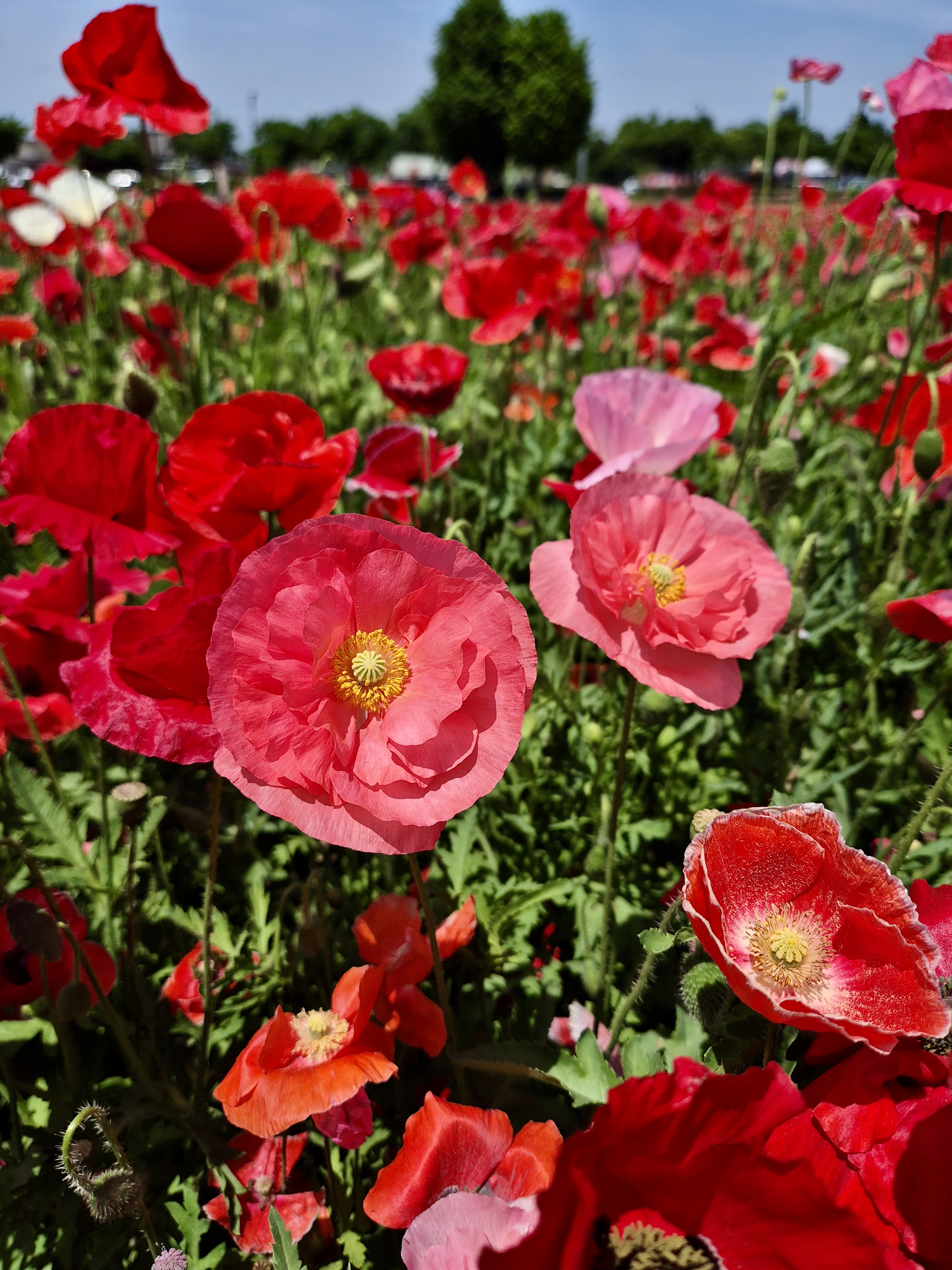 경주양귀비, 경주첨성대양귀비,경주양귀비꽃