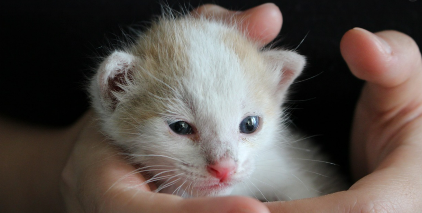 사람 손에 감싸진 새끼 고양이 이미지