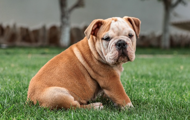 강아지 종합검진관련사진