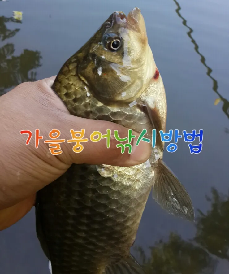 낚시 강태공들의 꿀팁 붕어 미끼 블렌딩 방법 공유_8
