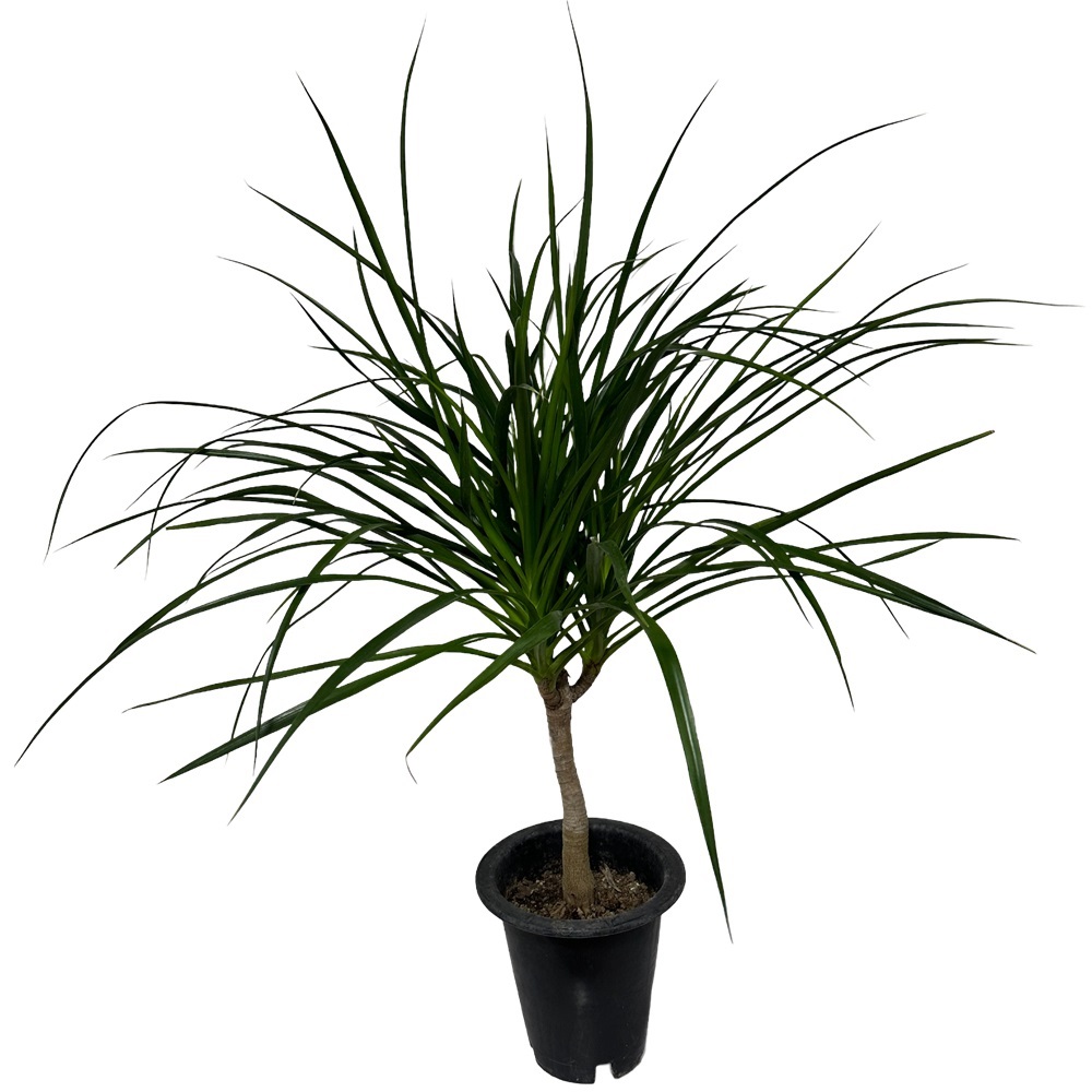 드라세나 드라코 키우기