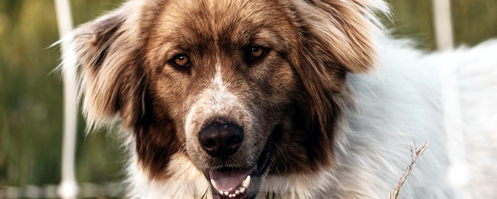 강아지 광견병 증상 13