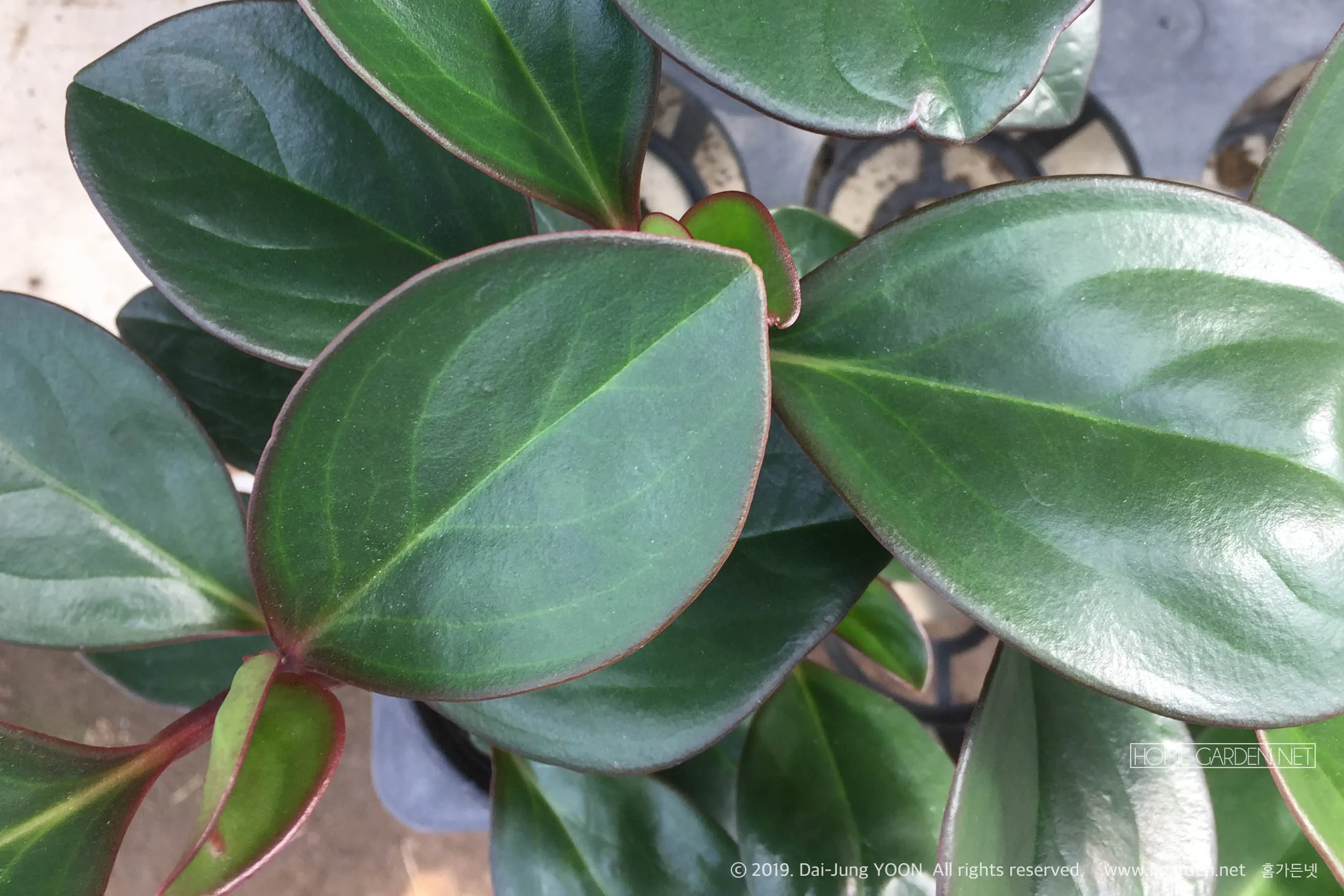 페페로미아 키우기 물주기 분갈이 빛관리 작고 예쁜 실내식물_5