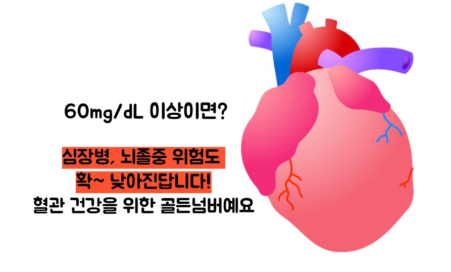 hdl콜레스테롤 정상수치