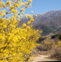 2025 구례 산수유꽃축제