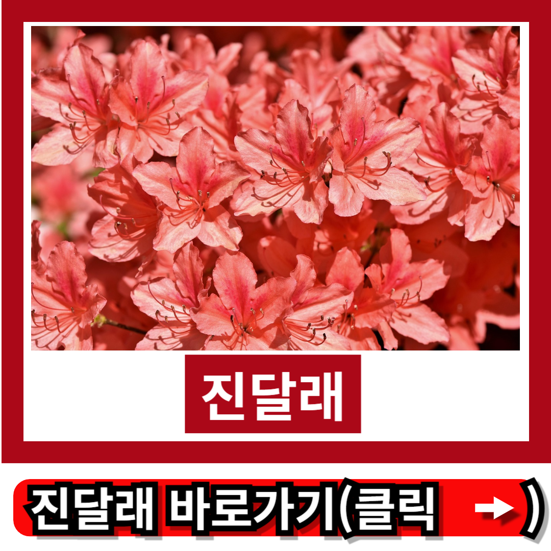진달래
