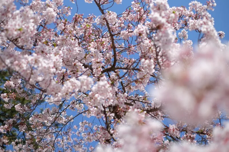 벚꽃 보러가기 해외 여행지 2탄 - 2