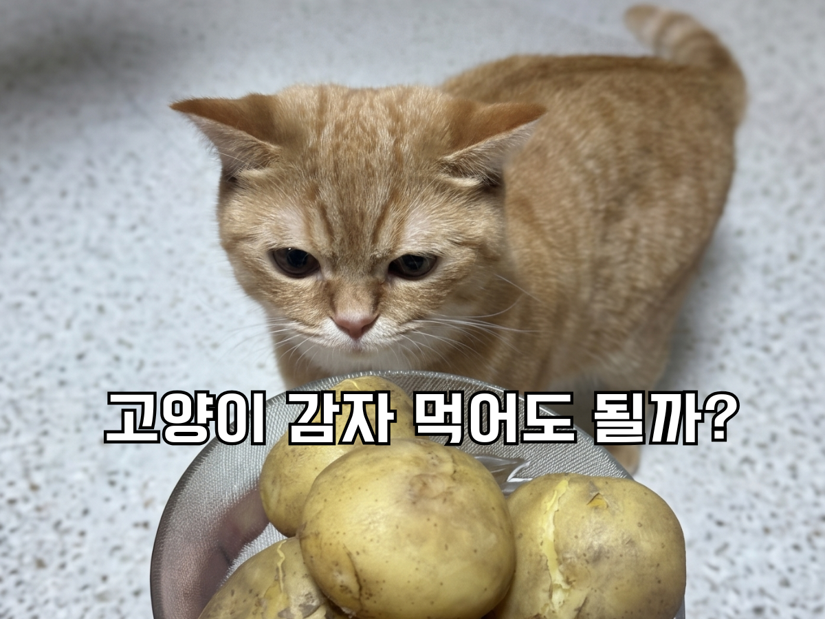 포스팅 대표 이미지. '고양이 감자 먹어도 될까?'라는 한국어 텍스트가 중앙에 있는 이미지. 바닥의 유리 그릇에 삶은 감자가 가득 담겨 있고, 오렌지색 고양이가 이를 궁금해하며 내려다보고 있다.