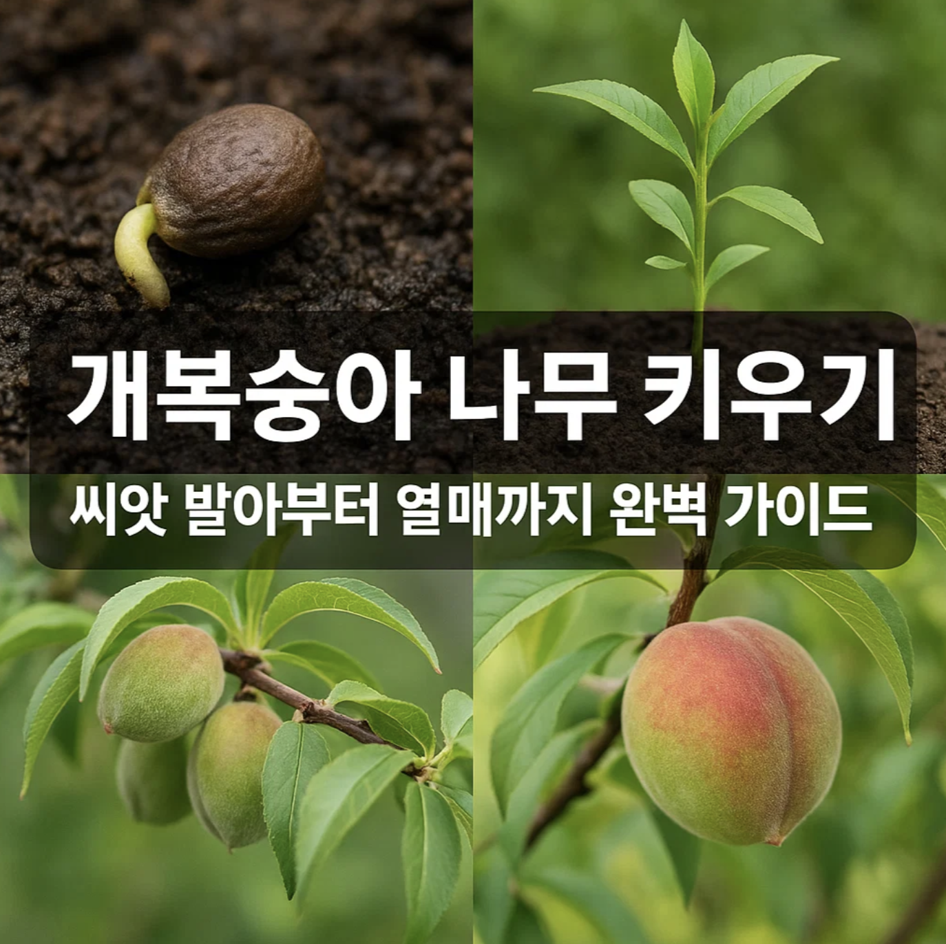 개복숭아 나무 키우기, 씨앗 발아부터 열매까지 완벽 가이드