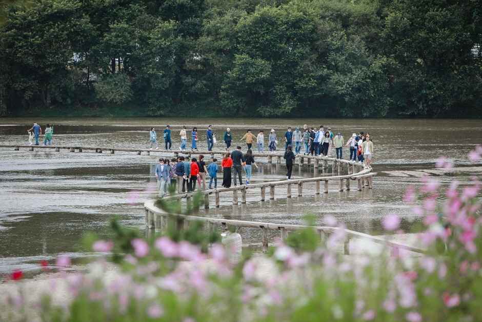 무섬외나무축제