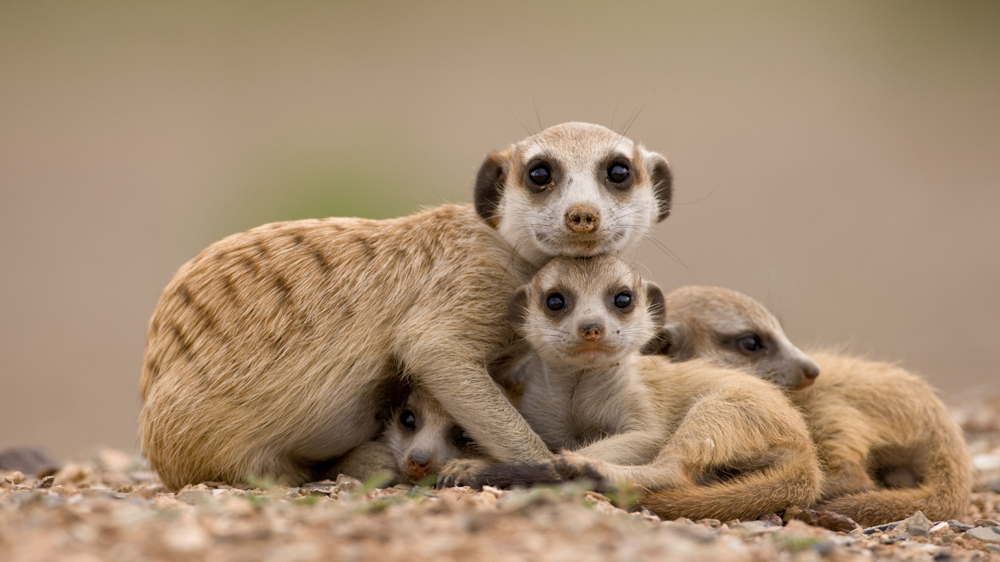 irp퇴직연금 수령방법