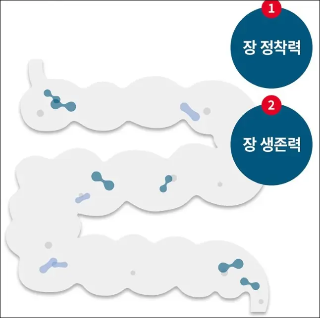 bb-12 유산균프로바이오틱스