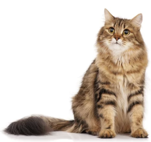 시베리안 고양이 분양 가격