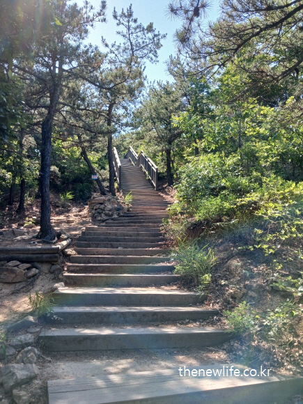 A bright forest stairway path rising through lush greenery – ideal for stair climbing workout.-초록 숲 사이로 이어지는 밝은 계단길 – 계단 오르기 운동에 적합한 장소